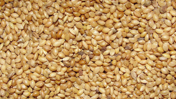 FOXTAIL MILLET WHOLE (1kg)(Unpolished)