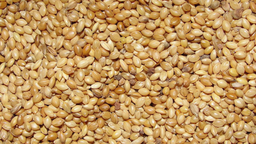 FOXTAIL MILLET WHOLE (1kg)(Unpolished)
